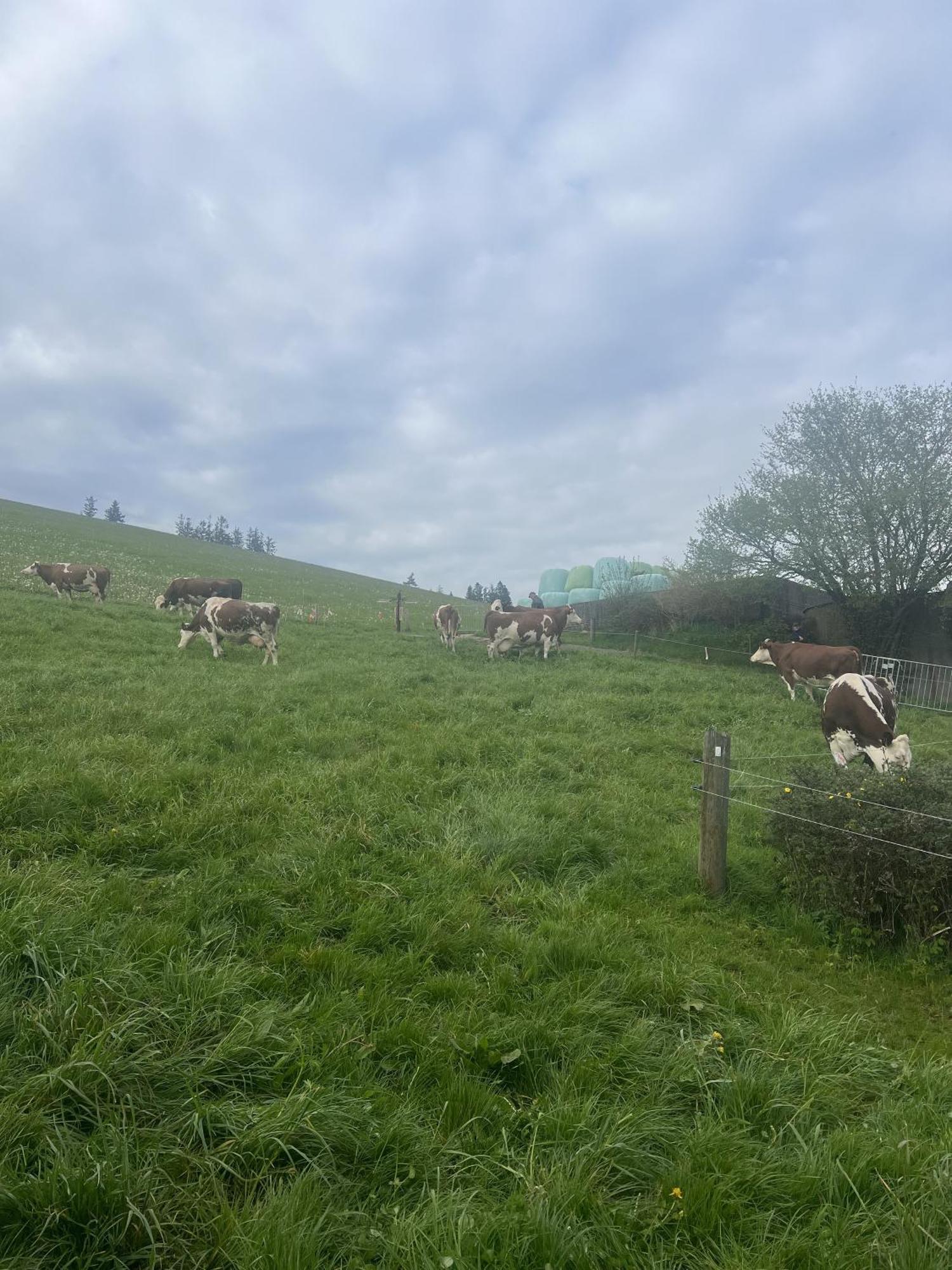 Kapellenhof Ferienwohnungen Triberg im Schwarzwald Eksteriør bilde